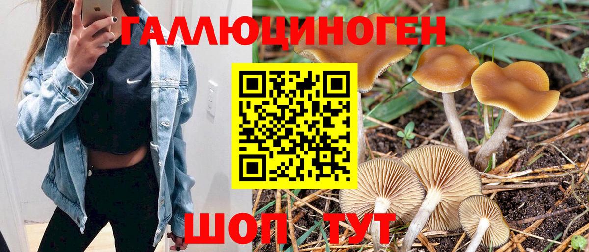 где можно купить   Галлюциногенные грибы Psilocybe  Вход с VPN  Дербент 